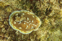 Asteronotus cespitosus