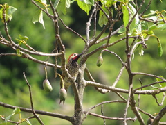 Colaptes atricollis