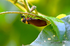 Huechys fusca