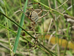 Argiope magnifica