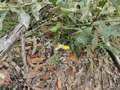 Crotalaria montana