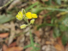 Crotalaria montana