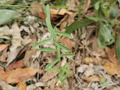Crotalaria montana