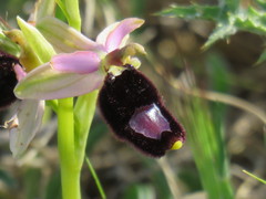 Ophrys bertolonii bertolonii