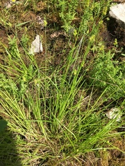 Carex leavenworthii