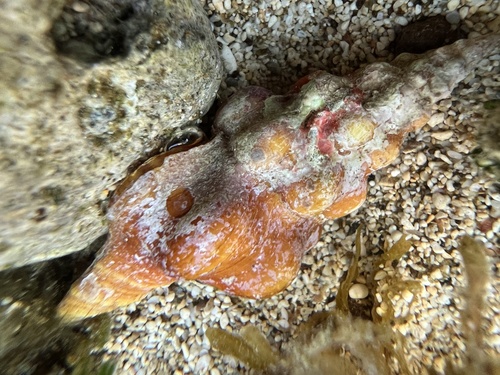 Latirus nodatus observed 2022-01-28