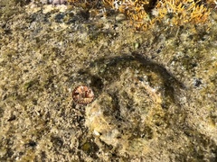 Thylacodes variabilis