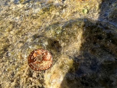 Thylacodes variabilis