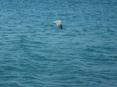 Leucophaeus atricilla