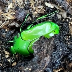 Ischiopsopha wallacei