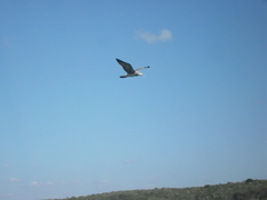 Leucophaeus atricilla
