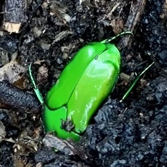 Ischiopsopha wallacei