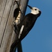 Pájaro Carpintero de Cabeza Blanca - Photo (c) Dave McMullen, algunos derechos reservados (CC BY-NC-SA)