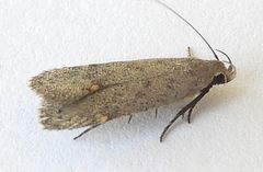 Anacampsis comparanda