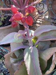 Kalanchoe
