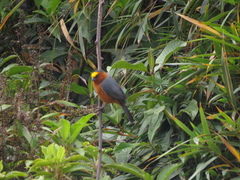 Catamblyrhynchus diadema