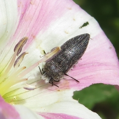 Acmaeodera cylindrica