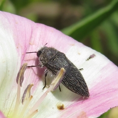 Acmaeodera cylindrica