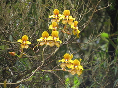 Cyrtochilum macranthum