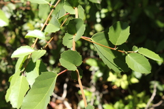 Azara petiolaris