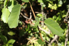 Azara petiolaris