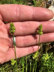 Carex leavenworthii