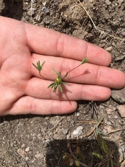 Rigiopappus leptocladus