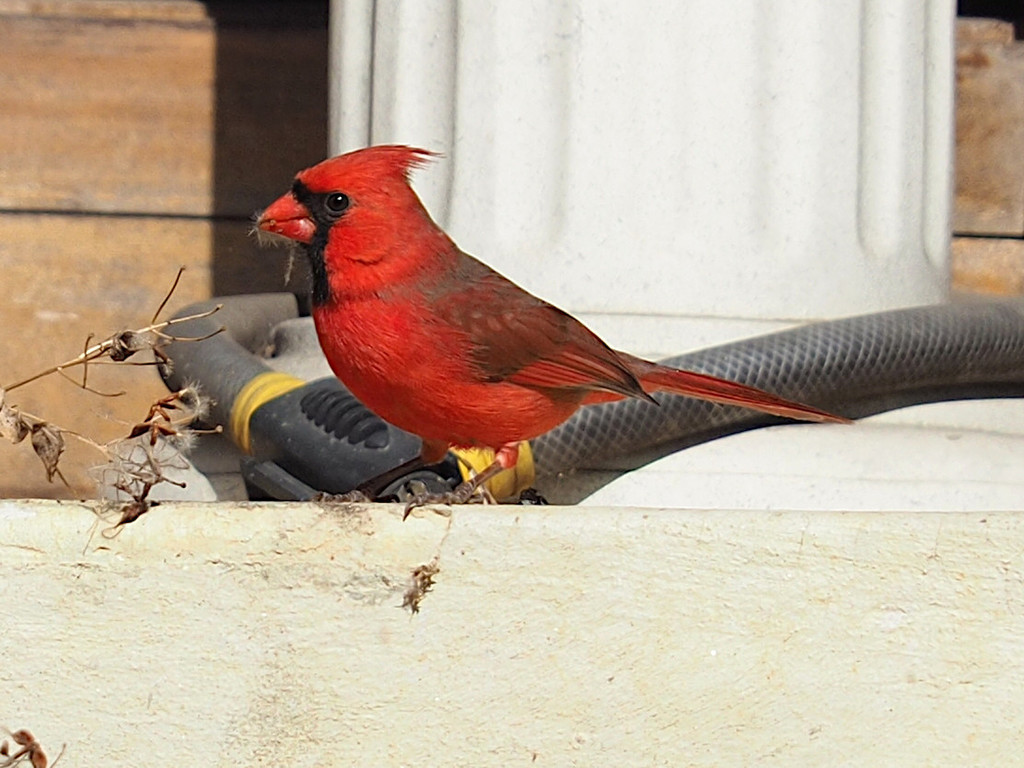 February Cardinal Northern Cardinal from Montgomery, Maryland, United States on February ...