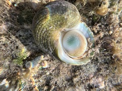 Turbo sandwicensis