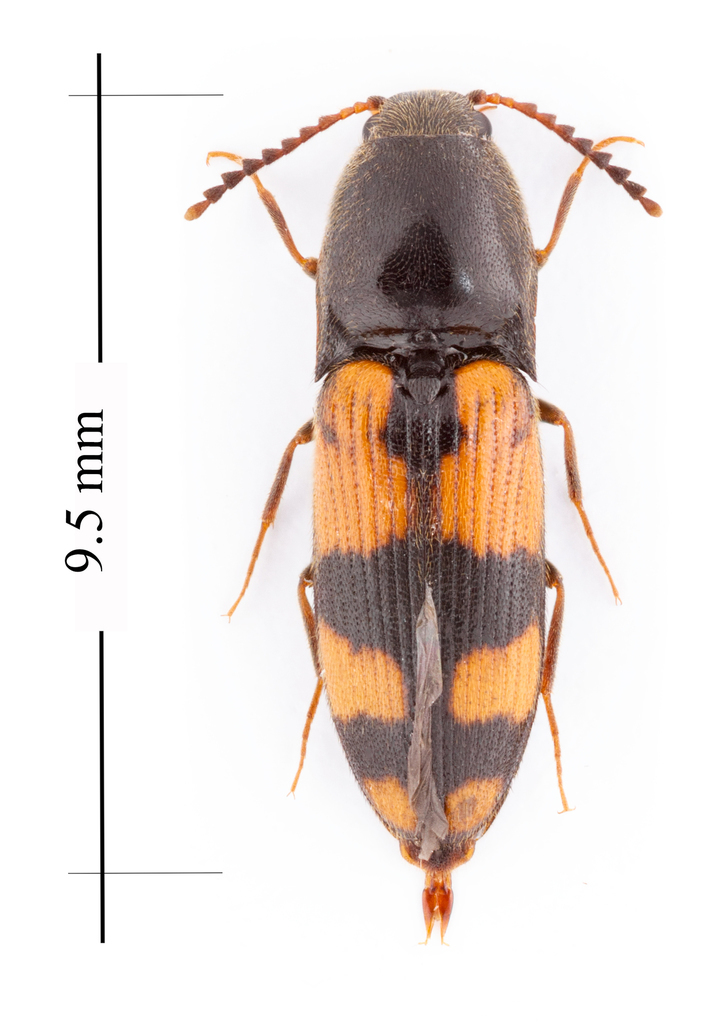 Megapenthes rogersi
