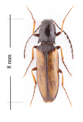 Oestodes tenuicollis