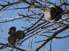 Xanthoceras sorbifolium