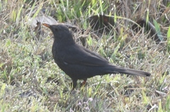 Turdus merula