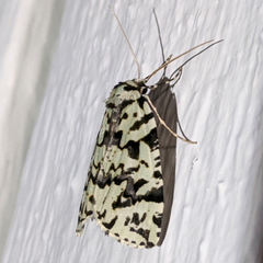Archephanes zalosema