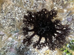 Holothuria cinerascens