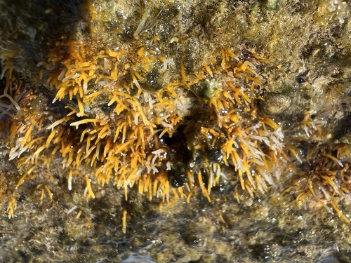 Gelidiella acerosa observed 2022-01-28