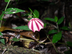 Marasmius tageticolor
