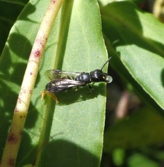 Hylaeus capitosus