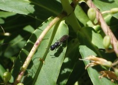 Hylaeus capitosus