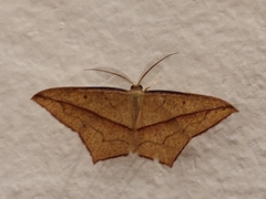 Timandra convectaria