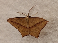 Timandra convectaria