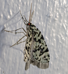 Archephanes zalosema