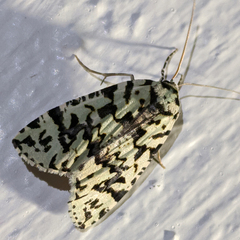 Archephanes zalosema
