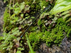 Esme mudiensis