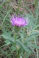 Cirsium ciliatum