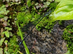Esme mudiensis