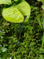 Esme mudiensis