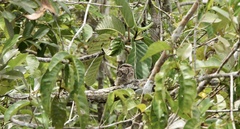 Caprimulgiformes