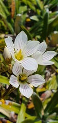 Gentianella bellidifolia