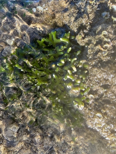 Codium edule observed 2022-01-28